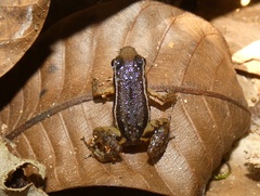 Silverstoneia flotator