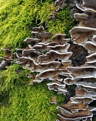 Bjerkandera adusta