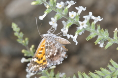 Riodinidae