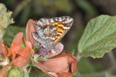 Riodinidae