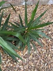 Yucca gloriosa
