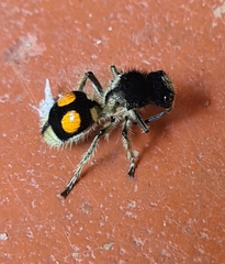 Hoplomutilla spinosa