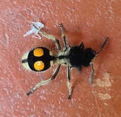 Hoplomutilla spinosa