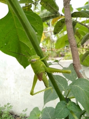 Cyrtacanthacridini