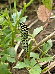 Papilio polyxenes