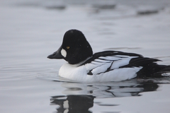 Bucephala clangula americana