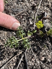 Lomatium parvifolium