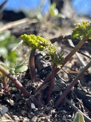 Lomatium parvifolium