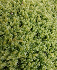 Hypnum cupressiforme