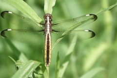 Libellula cyanea