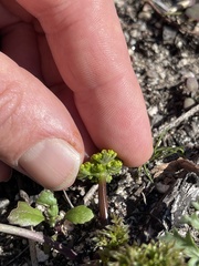 Lomatium parvifolium