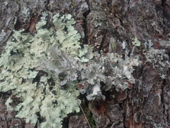 Platismatia tuckermanii