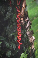Heliconia harlingii