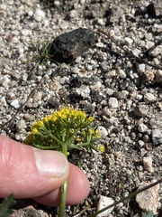 Lomatium parvifolium