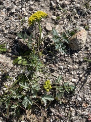 Lomatium parvifolium
