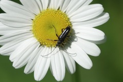 Lepturini