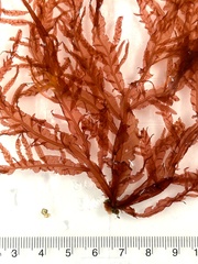 Cumathamnion decipiens