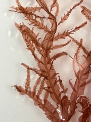Cumathamnion decipiens
