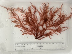 Cumathamnion decipiens