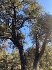 Quercus rotundifolia