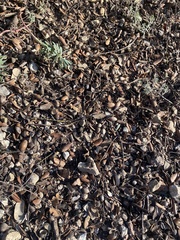 Quercus rotundifolia