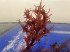 Cumathamnion decipiens