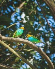 Tangara cyanoventris