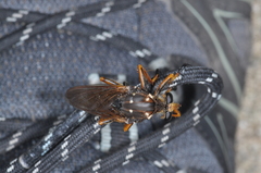 Dicranus