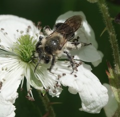 Melandrena