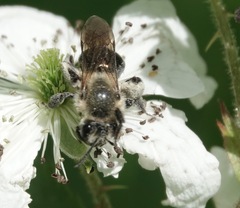 Melandrena