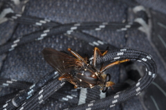 Dicranus