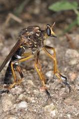Dicranus