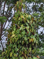 Philodendron erubescens