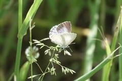 Celastrina neglecta