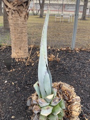 Agave mapisaga