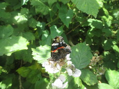 Vanessa atalanta