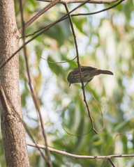 Knipolegus cyanirostris