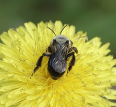 Melandrena