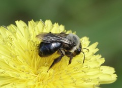 Melandrena