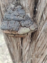 Pyrofomes juniperinus