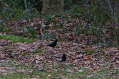 Turdus merula