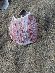 Megabalanus californicus