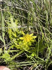 Sanicula arctopoides