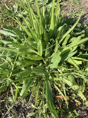 Amsinckia spectabilis