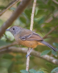 Thamnophilus caerulescens