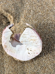 Megabalanus californicus