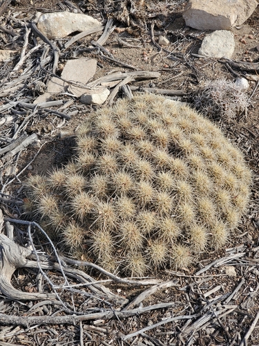 scarlet hedgehog cactus