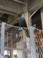 Corvus macrorhynchos japonensis