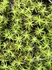Tortella squarrosa
