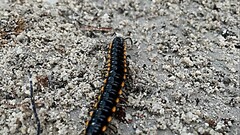 Asiomorpha coarctata